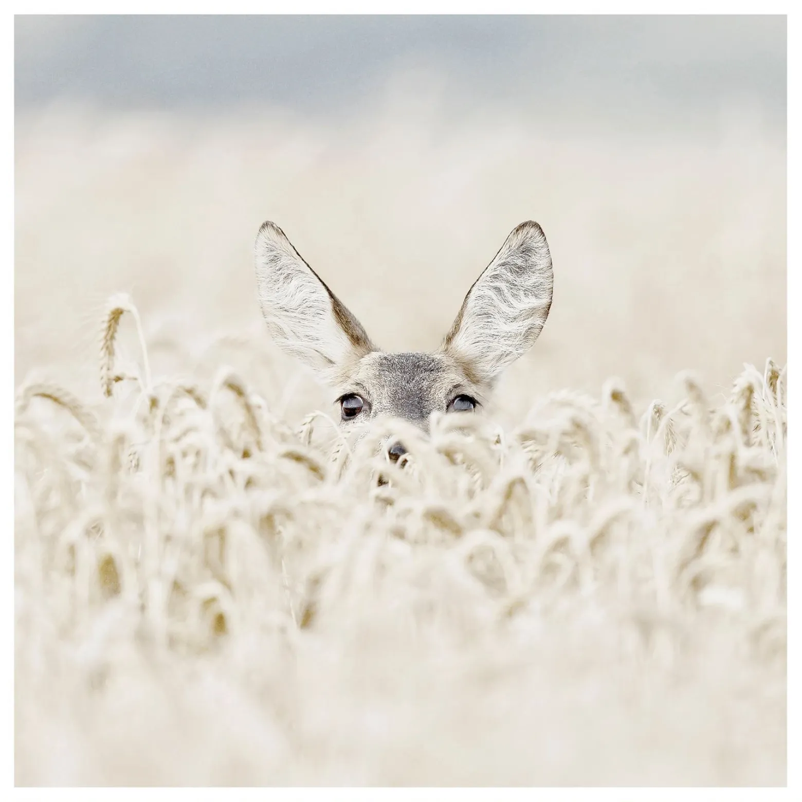 Deer